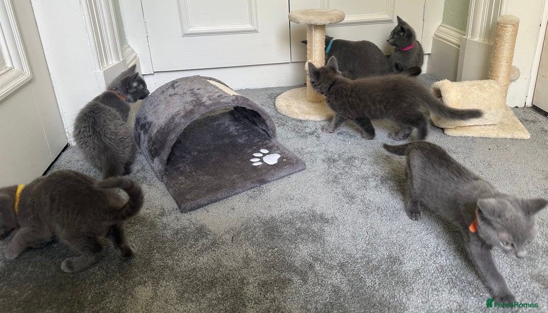 Russian Blue cats for sale: Russian Blue Kittens  in Lanark - Image 16