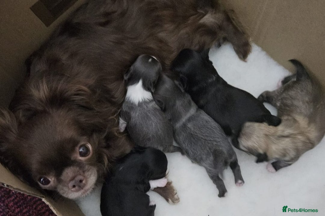 Chihuahua dogs for sale: Chihuahua long coats - Image 3