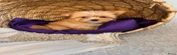 Yorkshire Terrier dogs for sale: BEAUTIFUL GOLDDUST YORKSHIRE TERRIER PUPPIES - Advert 20