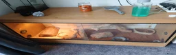 Dragon reptiles for sale: Bearded dragon in Macclesfield - Advert 2