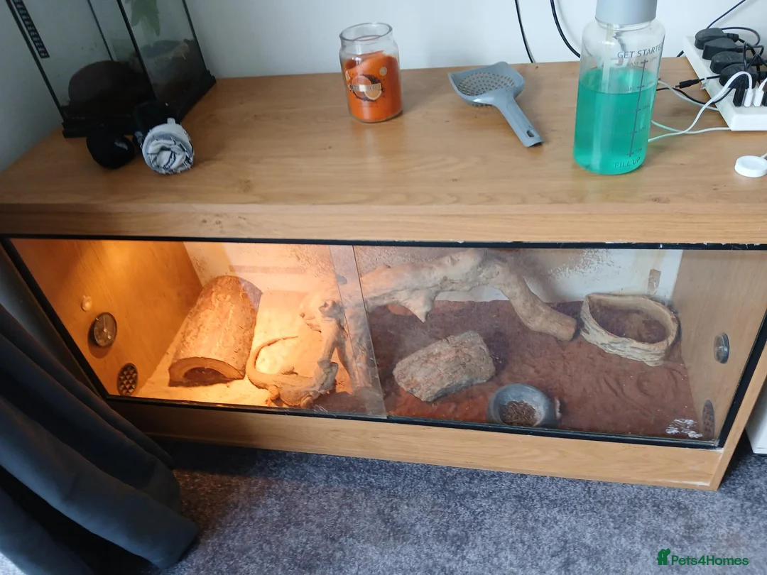 Dragon reptiles for sale: Bearded dragon in Macclesfield - Advert 2