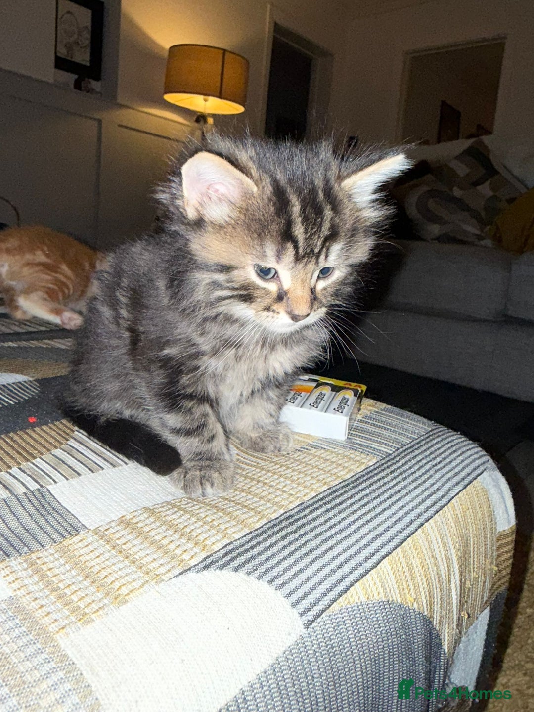 Mixed Breed cats for sale: Bengal mix  - Advert 4