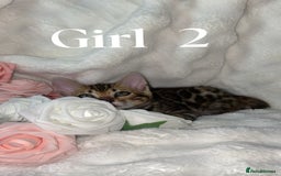 Bengal cats for sale: 2 Female Rosette Bengals (Available Now 8 Weeks) - Advert 9