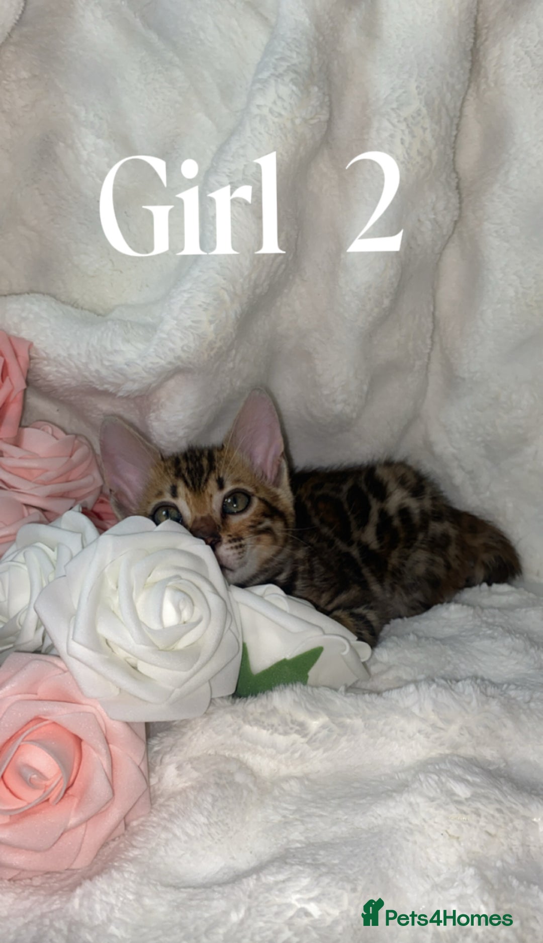 Bengal cats for sale: 2 Female Rosette Bengals (Available Now 8 Weeks) - Advert 9