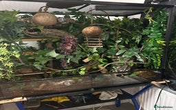 Gecko reptiles for sale: Harlequin Tricolour Crested Gecko + Large Tank - Advert 25