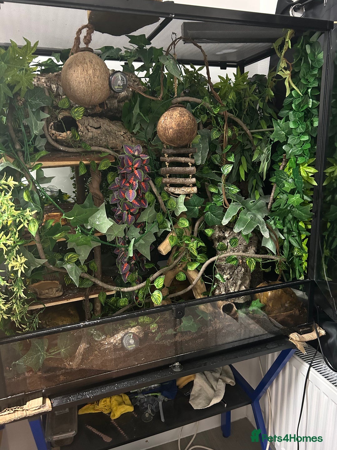 Gecko reptiles for sale: Harlequin Tricolour Crested Gecko + Large Tank - Advert 25