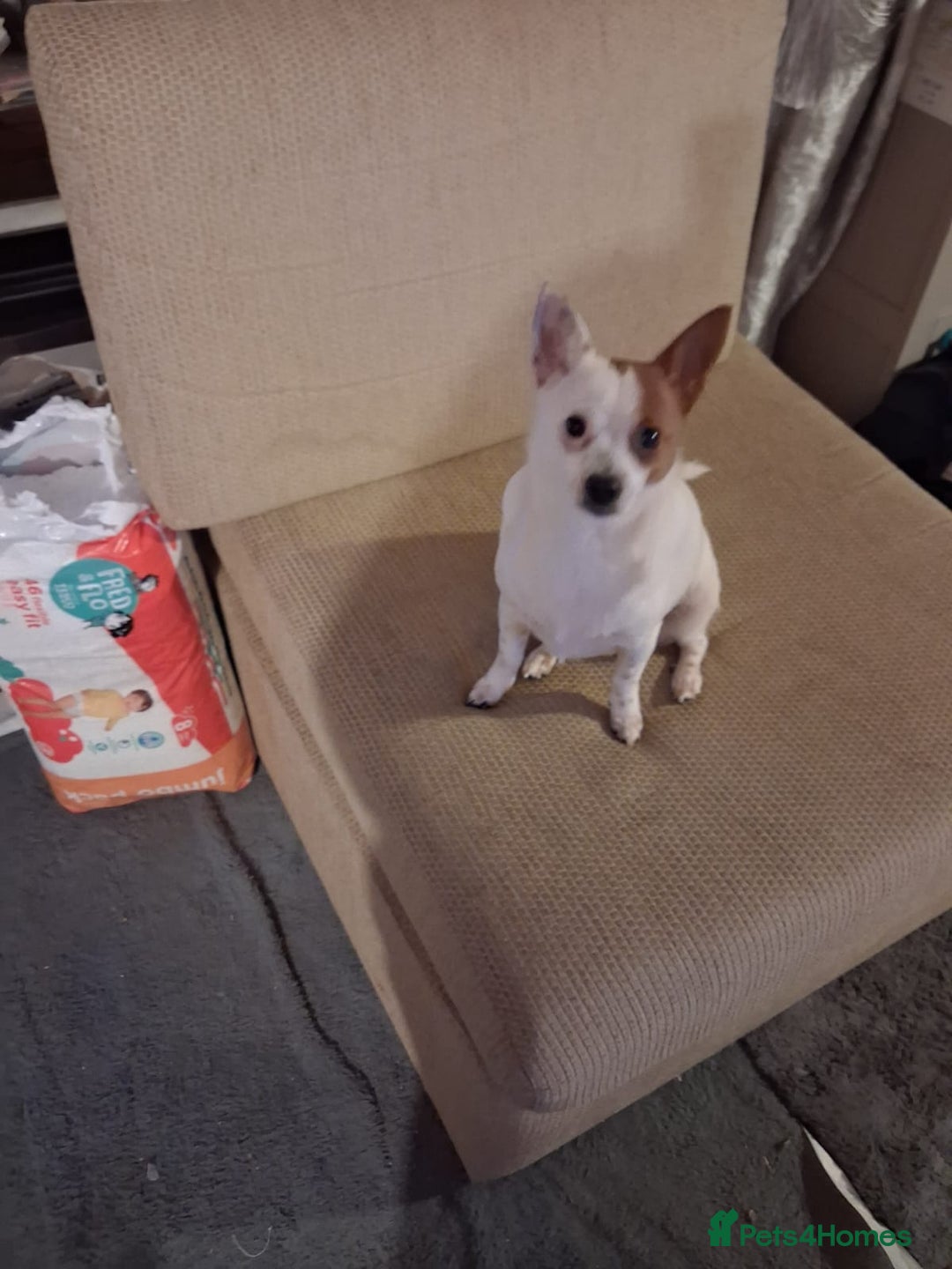 Mixed Breed dogs for sale: Brown and white female puppy - Advert 3