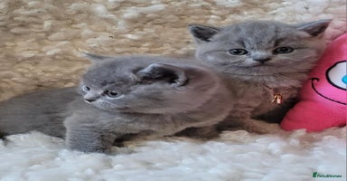 British Shorthair cats - Advert 8