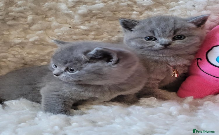 British Shorthair cats - Advert 13