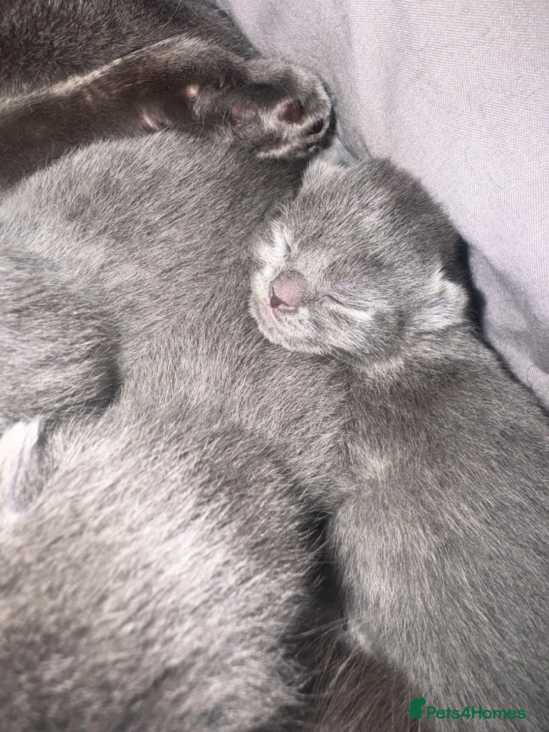 British Shorthair cats for sale: Grey british shorthair kitten - Advert 8