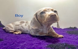 Miniature Dachshund dogs for sale: ⭐️🦋⭐️MINI MINIATURE DACHSHUNDS READY NOW ⭐️🦋⭐️ - Image 2