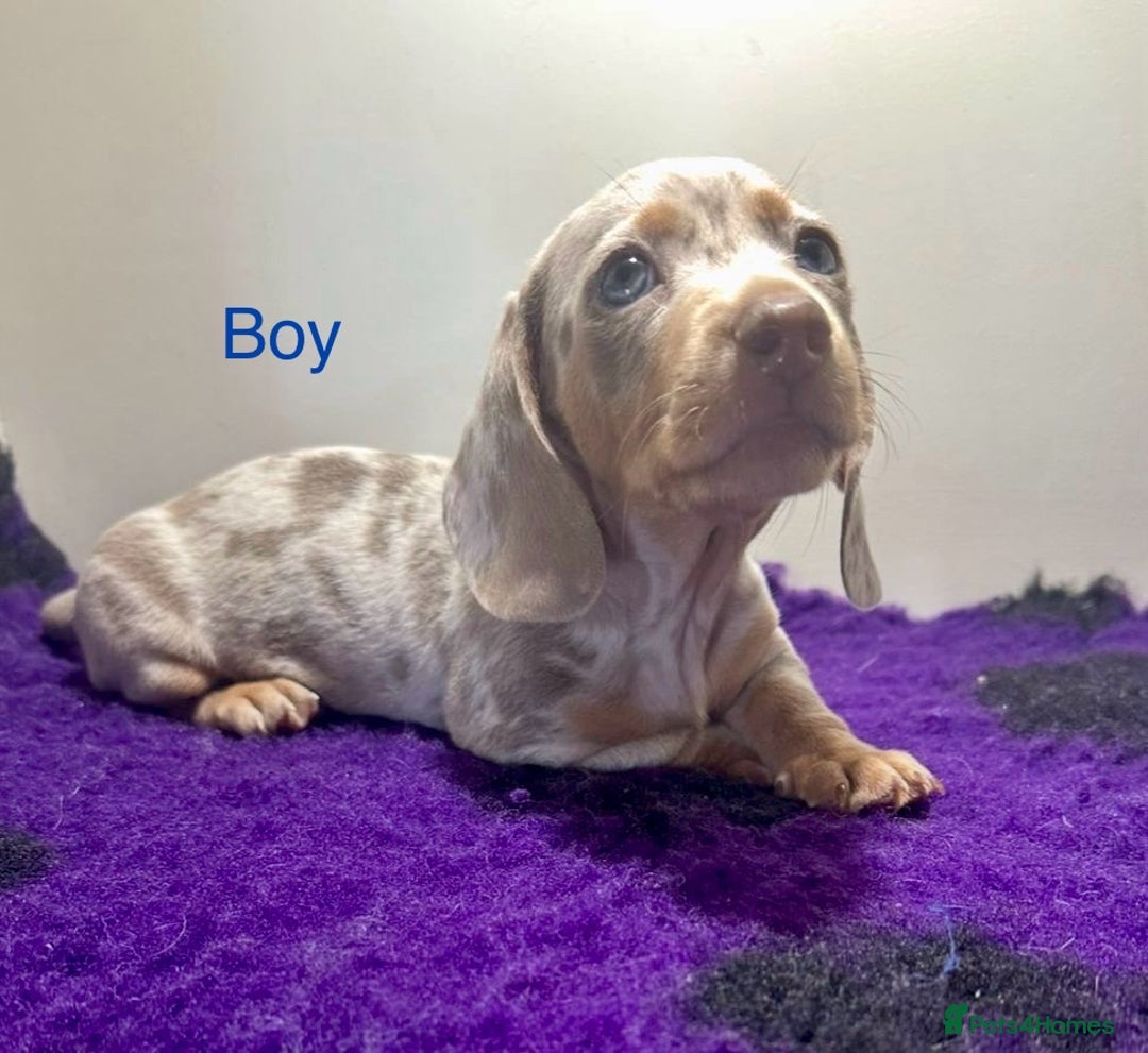 Miniature Dachshund dogs for sale: ⭐️🦋⭐️MINI MINIATURE DACHSHUNDS READY NOW ⭐️🦋⭐️ - Image 2