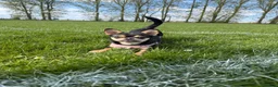 Mixed Breed dogs for sale: Dottie 10 months  - Advert 8