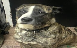 Mixed Breed dogs for sale: Lovely lady looking for good home - Image 1