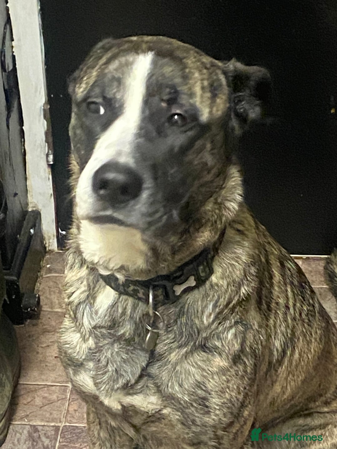 Mixed Breed dogs for sale: Lovely lady looking for good home - Image 1