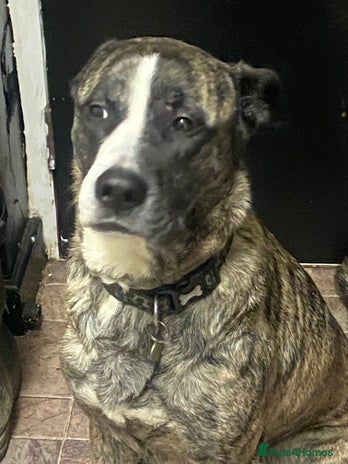 Mixed Breed dogs - Advert 2