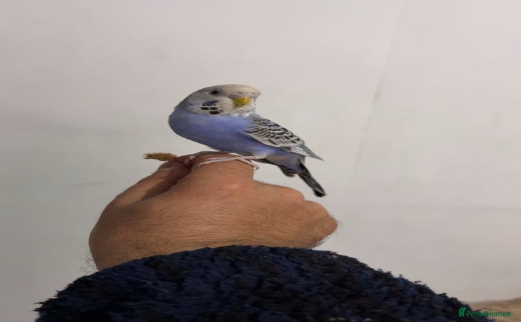 Budgerigars birds - Advert 20
