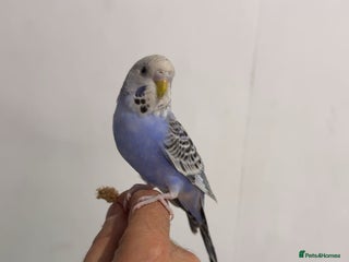 Budgerigars birds - Advert 35