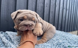 English Bulldog dogs for sale: Quality English bulldogs  - Image 13