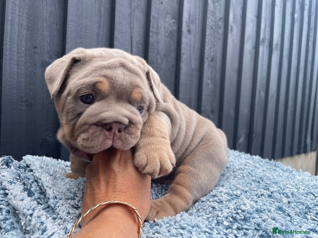 English Bulldog dogs for sale: Quality English bulldogs  - Image 13