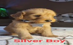 Labradoodle dogs for sale: Labradoodle Fox Red ❤️💞❤️Health check - Image 6
