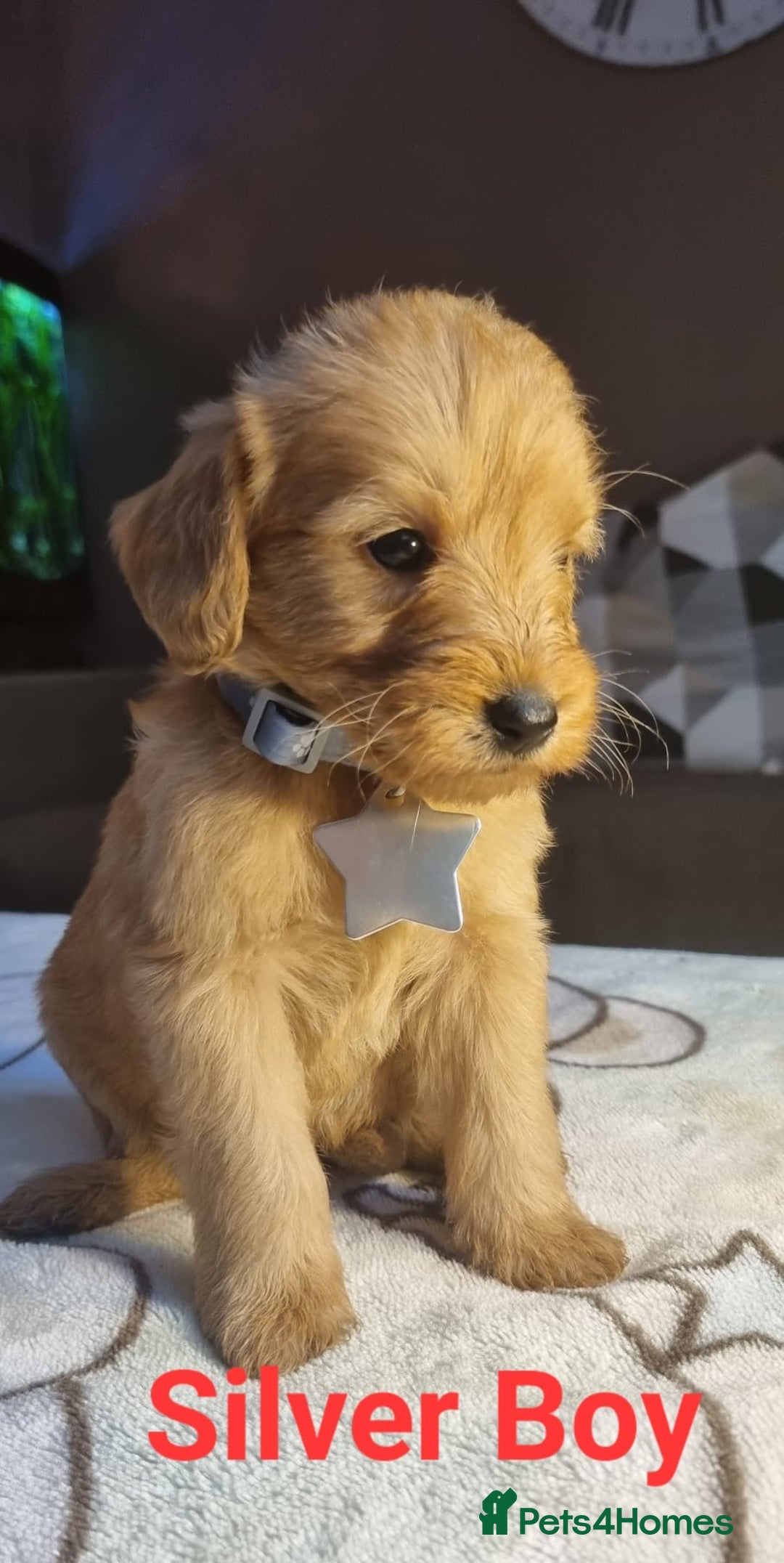 Labradoodle dogs for sale: Labradoodle Fox Red ❤️💞❤️Health check - Image 6