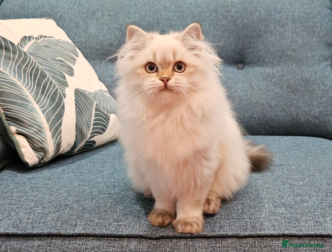 British Shorthair cats for sale: Excellent Scottish straight kittens. Ready to go - Image 8