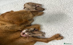 Australian Labradoodle dogs for sale: Australian Labradoodle Pups  - Image 15