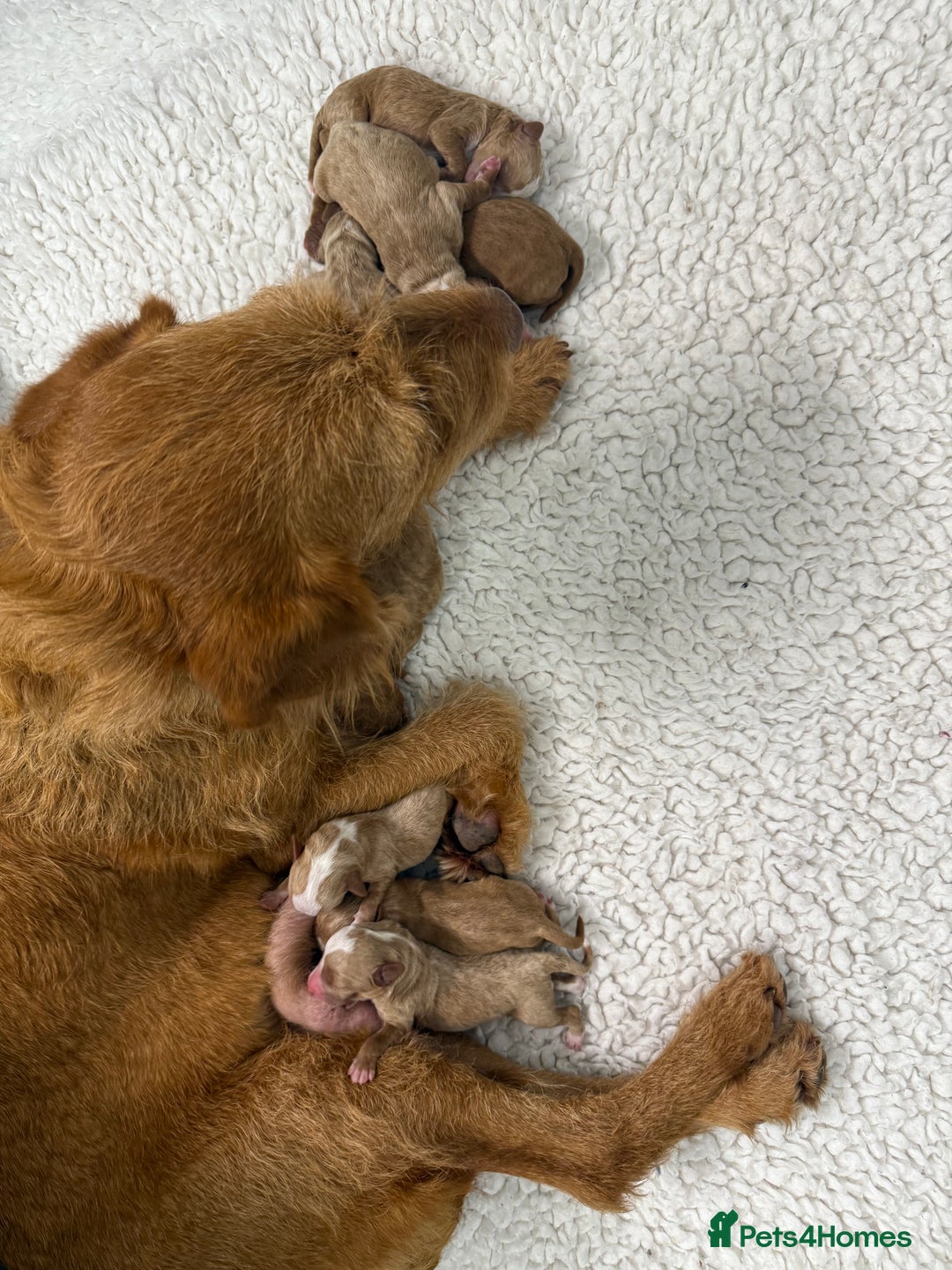 Australian Labradoodle dogs for sale: Australian Labradoodle Pups  - Image 15