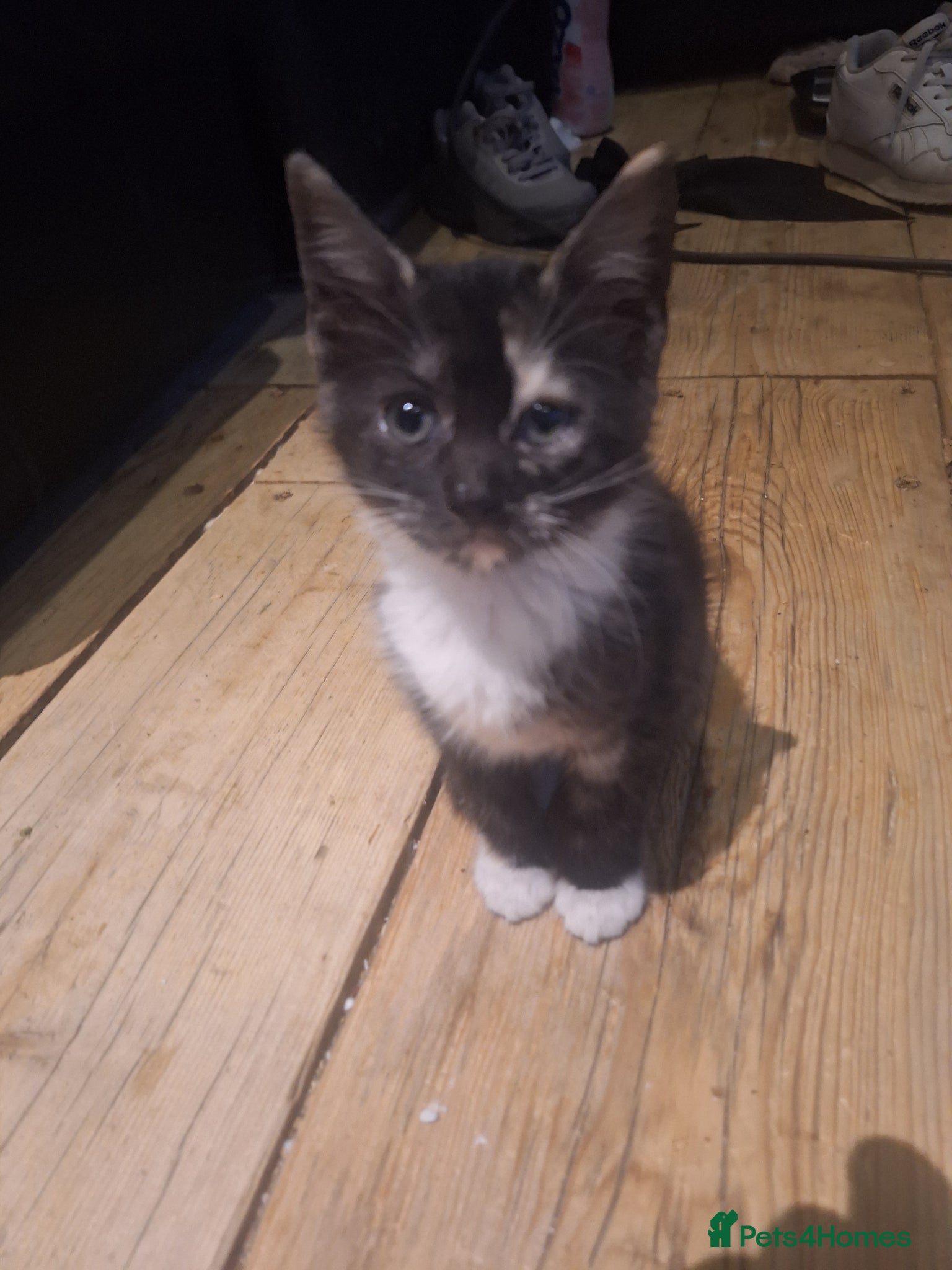 Mixed Breed cats 3 female breed siamese seal point/ginger tom - Advert 2
