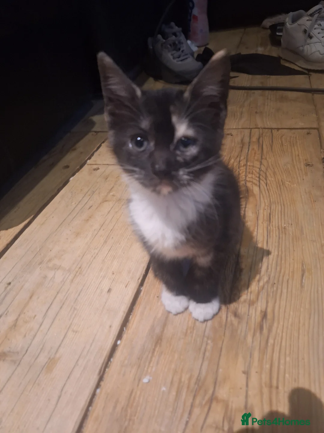 Mixed Breed cats for sale: 3 female breed siamese seal point/ginger tom in Westcliff-on-Sea - Advert 1