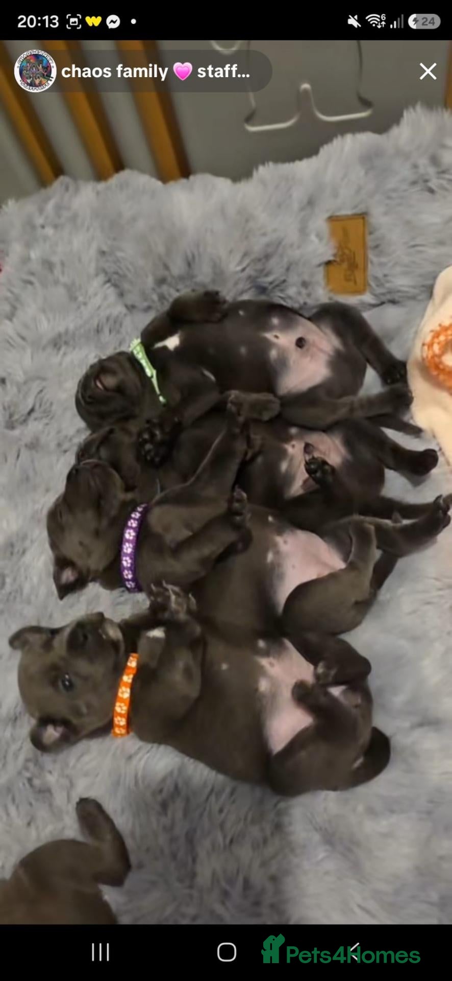 Staffordshire Bull Terrier dogs 5 stunning blue kc staffys  - Advert 7
