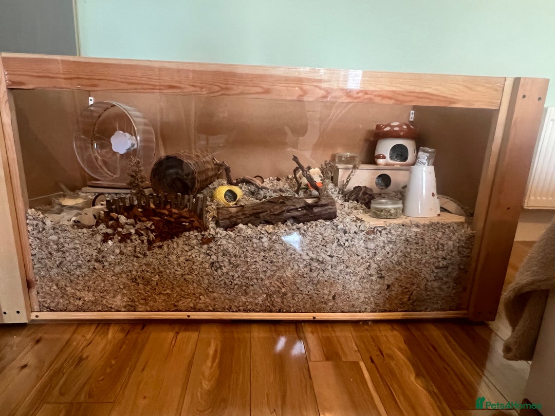 Hamster rodents for sale: Sirian Hamster - Advert 2