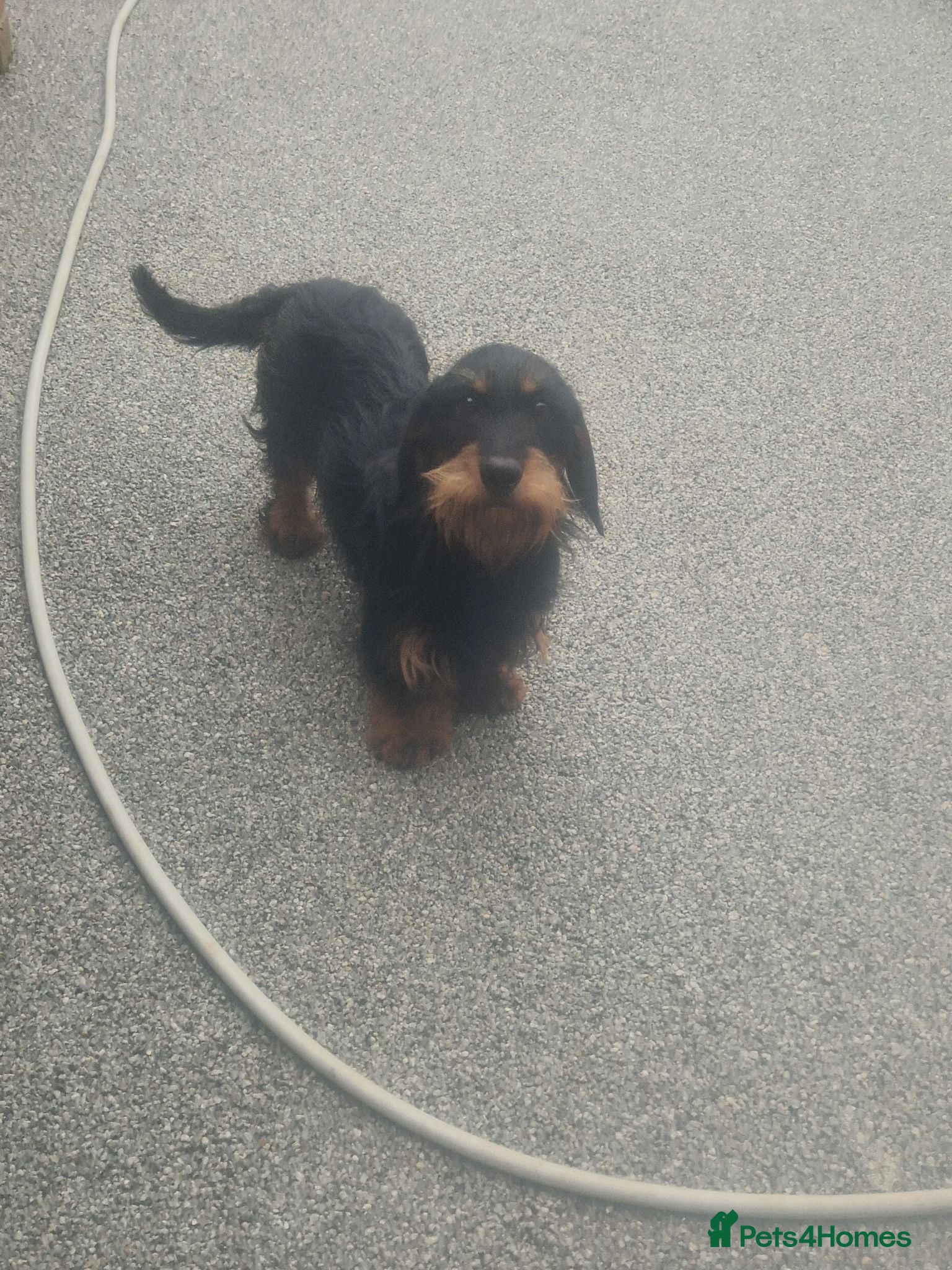 Dachshund dogs Wirehaired daschunds pups (teckle) - Advert 2
