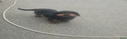 Dachshund dogs for sale: Wirehaired daschunds pups (teckle) - Advert 2