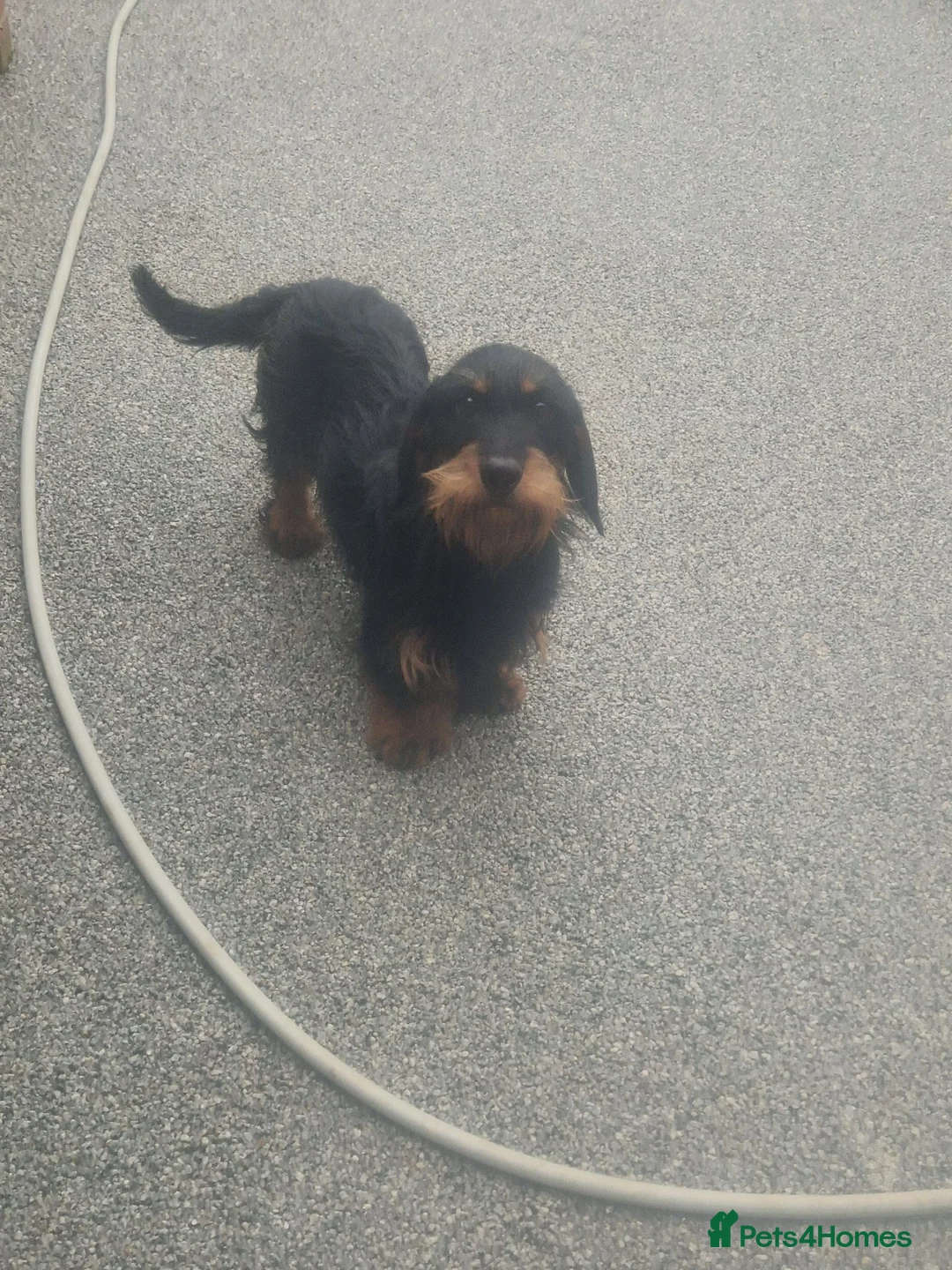Dachshund dogs for sale: Wirehaired daschunds pups (teckle) - Advert 2