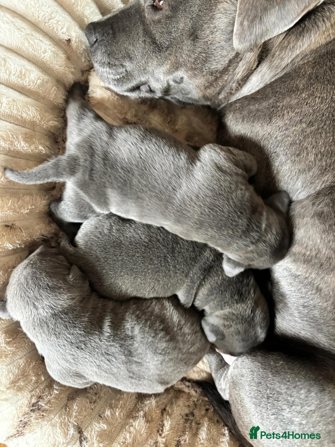 Staffordshire Bull Terrier dogs for sale: Blue Staffordshire bull terrier pups - Advert 2