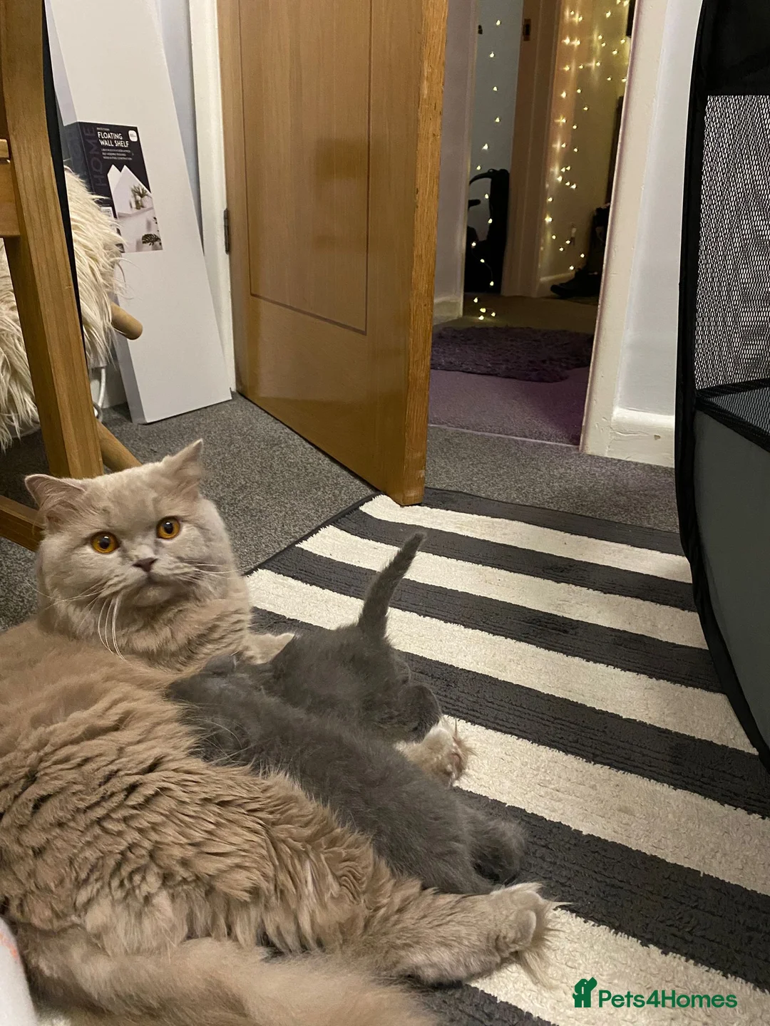 British Shorthair cats for sale: Beautiful British Shorthair kittens available 🐾 in Poole - Advert 6
