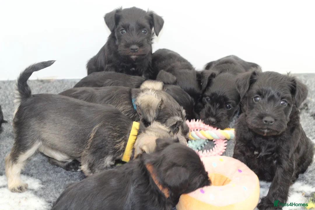 Miniature Schnauzer dogs for sale: 🌟 Exceptional KC Miniature Schnauzer Puppies 🌟 - Advert 2