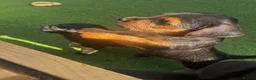 Patterdale Terrier dogs for sale: Fell terriers  - Advert 23