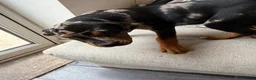 Mixed Breed dogs for sale: 6 Rottweiler catahoula bully puppies  - Advert 27