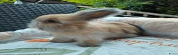 Angora rabbits for sale: English Angora Full Faced - Advert 4