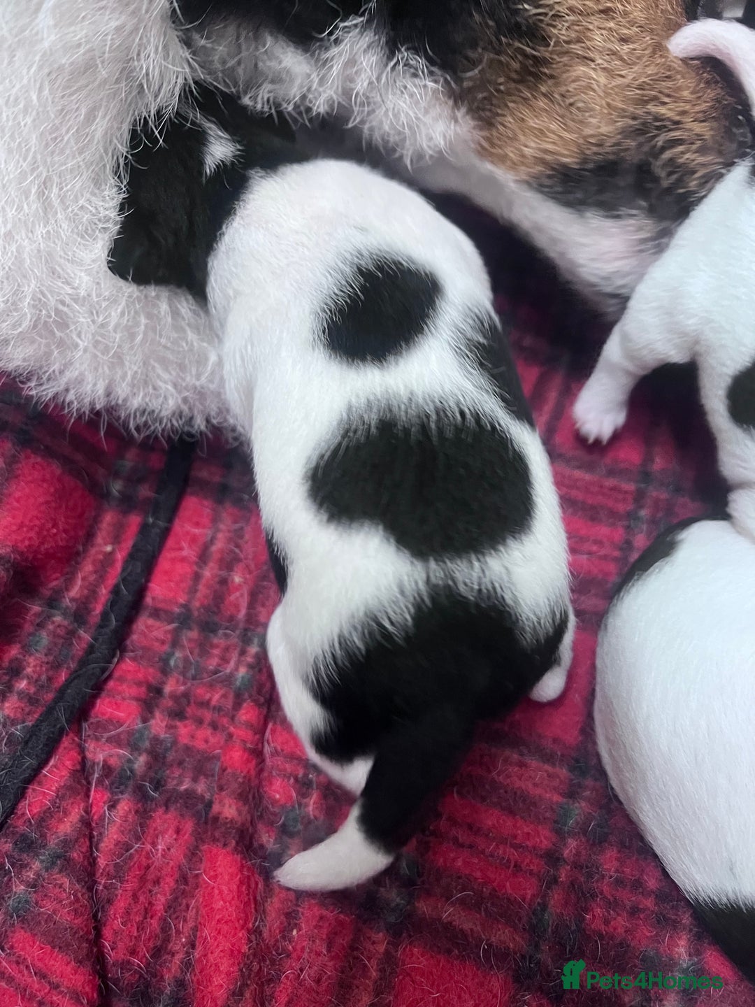 Parson Russell dogs for sale: Tricolour Paraon Russell pups - Advert 8