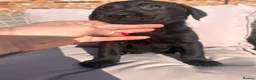Labrador Retriever dogs for sale: Labrador puppies in Stockton-on-Tees - Advert 4