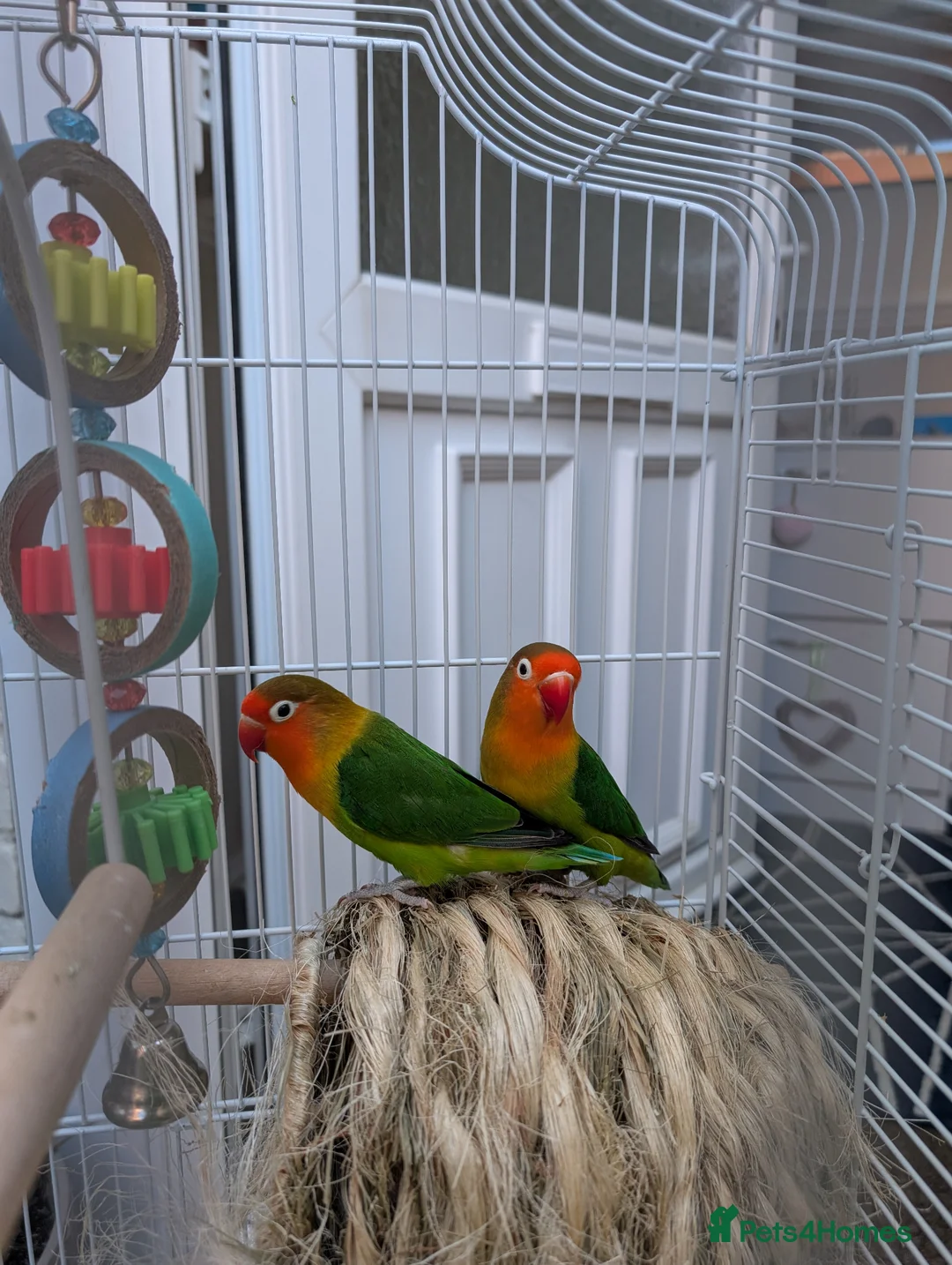 Parakeets birds for sale: Inc. kit with two peachface parrakeets  - Advert 2