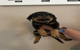 Rottweiler dogs for sale: Chunky Rottweilers for Sale - Image 12