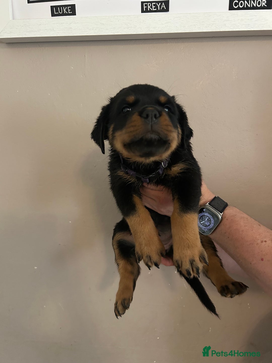 Rottweiler dogs for sale: Chunky Rottweilers for Sale - Image 12