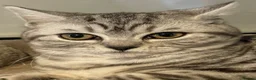 British Shorthair cats for sale: Gorgeous Pedigree British Shorthair Kittens  in Oldham - Advert 8