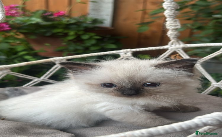 Ragdoll cats - Advert 15