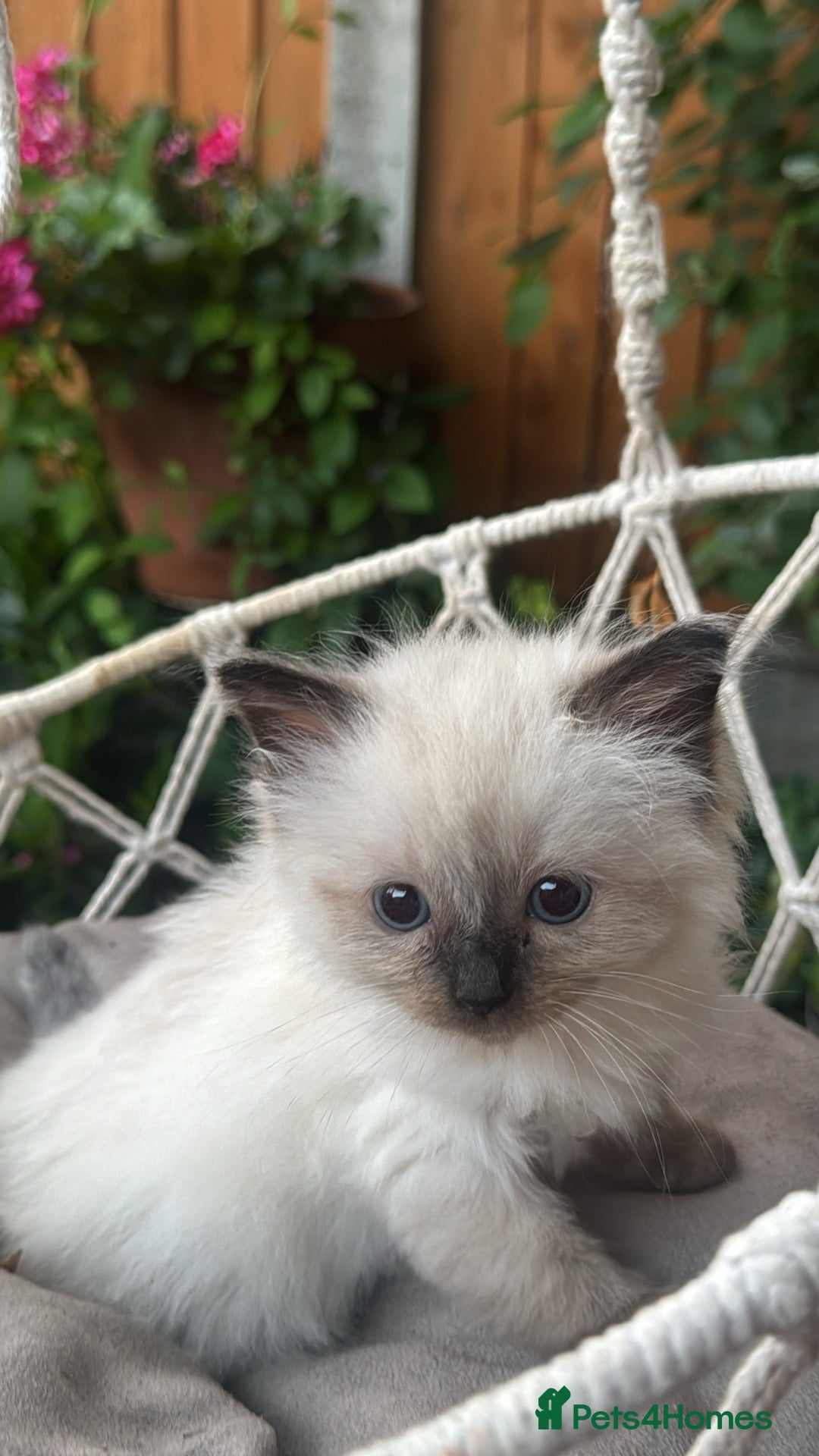 Ragdoll cats for sale: Ragdoll kittens  - Image 1
